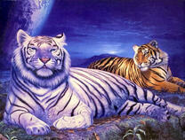 Белый и оранжевый тигры в ночное время