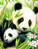 Малыш панда с мамой в зарослях бамбука