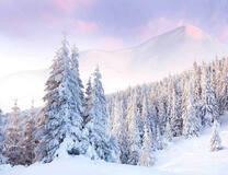 Заснеженный еловый лес в горах