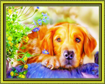 Золотистый лабрадор и красивые цветочки