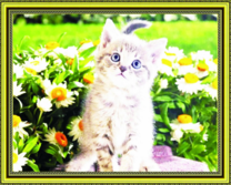 Маленький котёнок на фоне ромашек