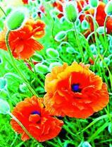 Дикие цветущие маки на полянке