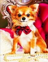 Милый щенок с бантиком