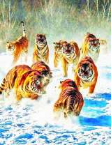 Игра тигров на снегу