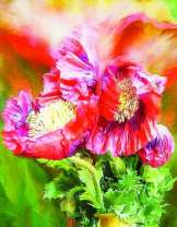 Красочные полевые цветы