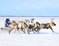 Путешествие на оленьей упряжке