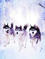 Три больших хаски в снежном лесу