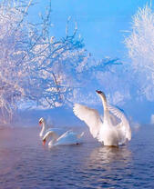 Три белых лебедя на туманном озере