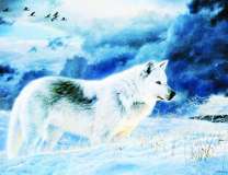 Белая волчица на заснеженных холмах