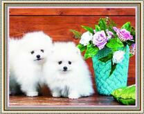 Белоснежные щеночки и розы