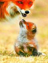 Лиса с маленьким лисёнком