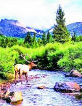 Большой олень у горного ручья