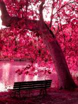 Лавочка у озера под красным деревом