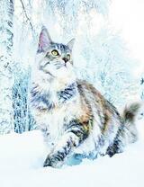 Сибирский кот среди снега