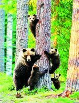 Медведица обучает медвежат в лесу