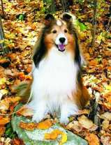 Пушистый колли в осеннем лесу