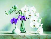 Нежнейшие соцветия орхидей