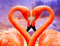 Влюбленные фламинго в виде сердца