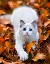 Белая кошка в осенних листьях