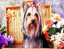 Йоркширкский терьер и цветочки