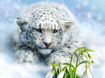 Сила снежного барса и нежность подснежника