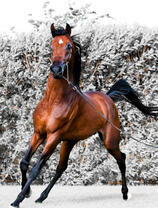 Молодой благородный скакун на снегу