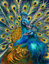 Пара ярких влюбленных павлинов