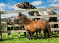 Пони и лошади у ограды