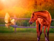 Сова и лошадь