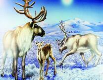 Оленёнок с родителями на заснеженной долине