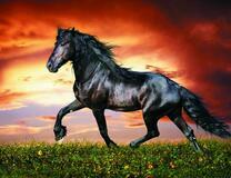 Большой черный скакун на фоне красного неба