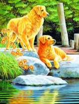 Пара золотистых лабрадоров у озера