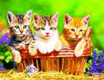 Три котёнка в корзинке и мышка