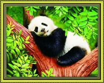 Панда и ее сладкий сон