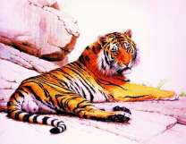 Большой тигр на огромных камнях