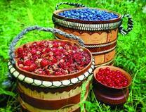 Большой урожай полезных ягод