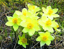 Кустик нарициссов