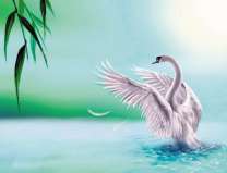 Взлетающий с озера лебедь