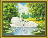 Лебеди на лесном озере с лотосами