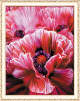 Три красных мака крупным планом