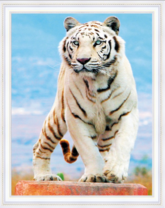 Большой красивый белый тигр