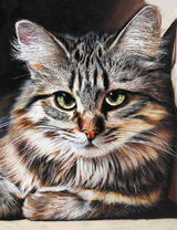 Красивая пушистая кошечка