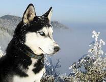 Молодой хаски на фоне горного леса