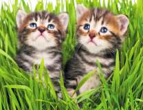 Два котёнка в высокой зелёной траве