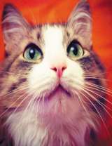 Любопытная красивая кошечка