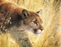 Пума в сухой траве
