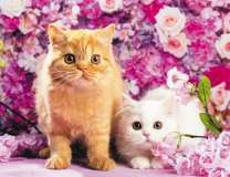 Рыжий котёнок и белая кошечка в розах