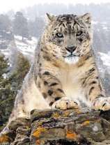 Грозный барс на скале