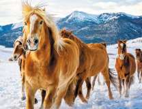 Табун лошадей в снежных горах