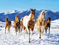 Красивые лошади в снежных горах